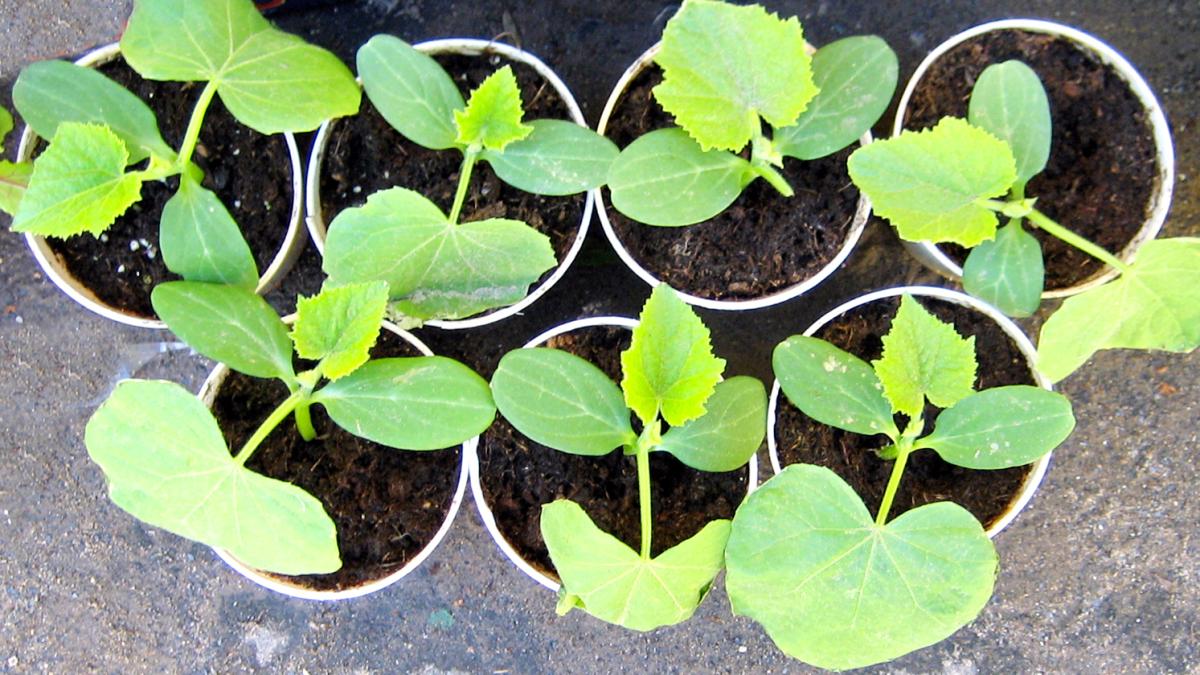 Рассада дынь Рассада дынь