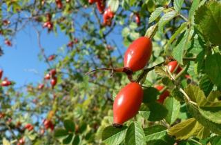Шиповник и люпин требуют осторожности при посадке: не все растения могут сосуществовать — агроном