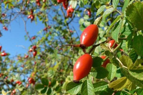 Шиповник и люпин требуют осторожности при посадке: не все растения могут сосуществовать — агроном