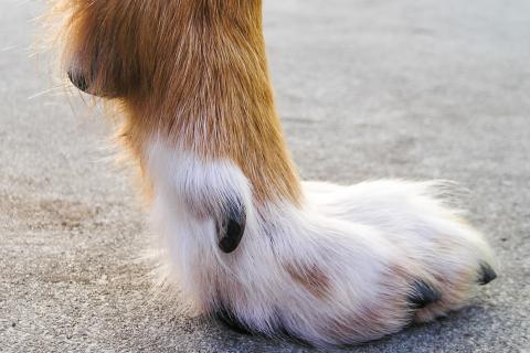 Регионы Дальнего Востока расширили меры по контролю безнадзорных собак — ФедералПресс