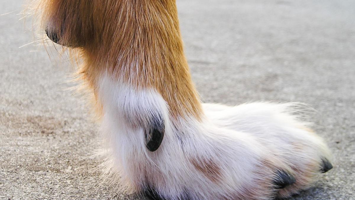 Лапа собаки