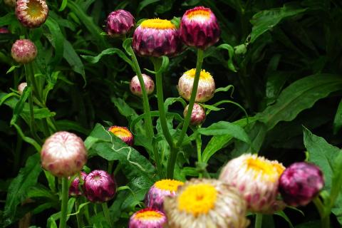 Экстракт бессмертника добавляют в антивозрастные кремы и сыворотки — Ciceksel