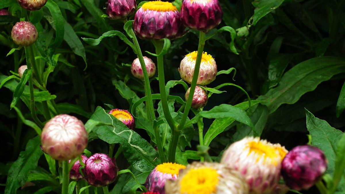 Бессмертники