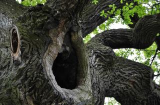 Дупло на стволе деревьев ускоряет гниение и снижает урожайность — советы агронома Дмитрия Левченко