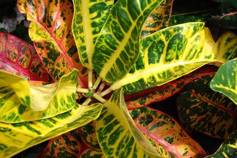 Кротон сбрасывает листья при смене условий — цветоводы