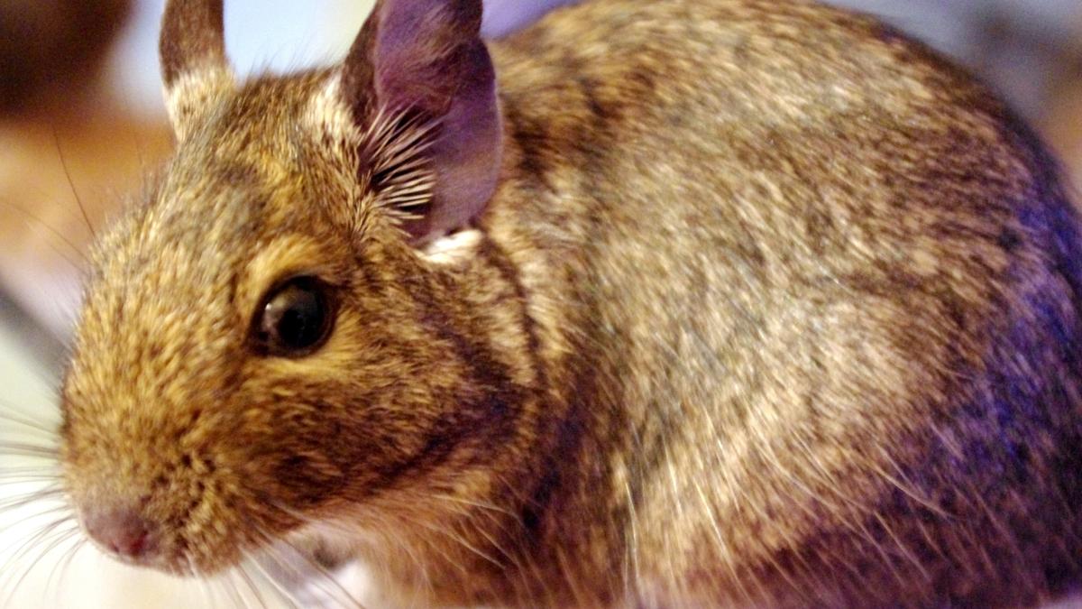 Дегу, или чилийская белка