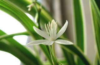 Хлорофитум и аглаонема способны выживать в ванной только при LED-освещении