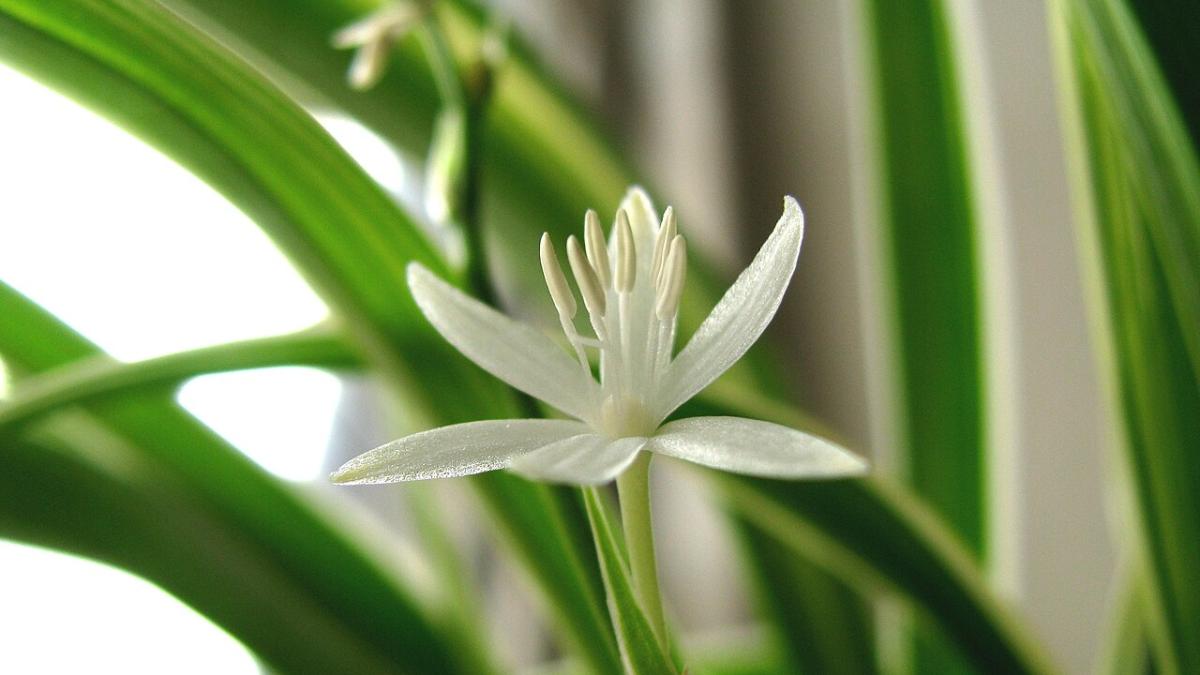 Хлорофитум