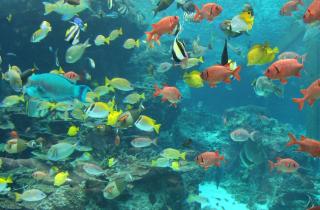 Моллинезии могут менять пол для выживания популяции — эксперт