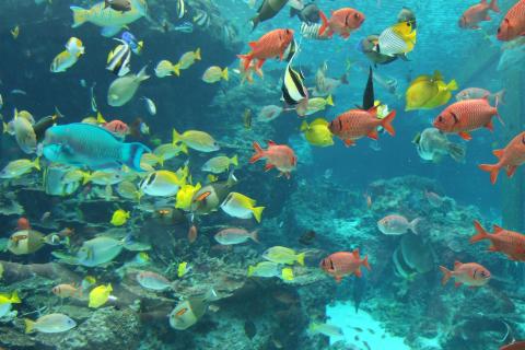 Моллинезии могут менять пол для выживания популяции — эксперт