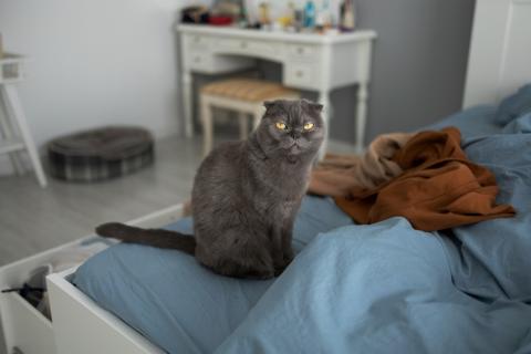 Почему кошка отвечает вам мяуканьем: что она хочет сказать