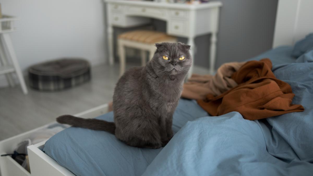 Кошка на кровати Кошка на кровати