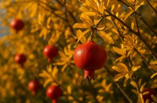 Выращивание граната из косточки в домашних условиях приносит плоды уже через три года – Марина Кузнецова