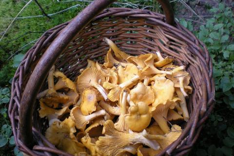 Как приготовить жареные лисички с луком