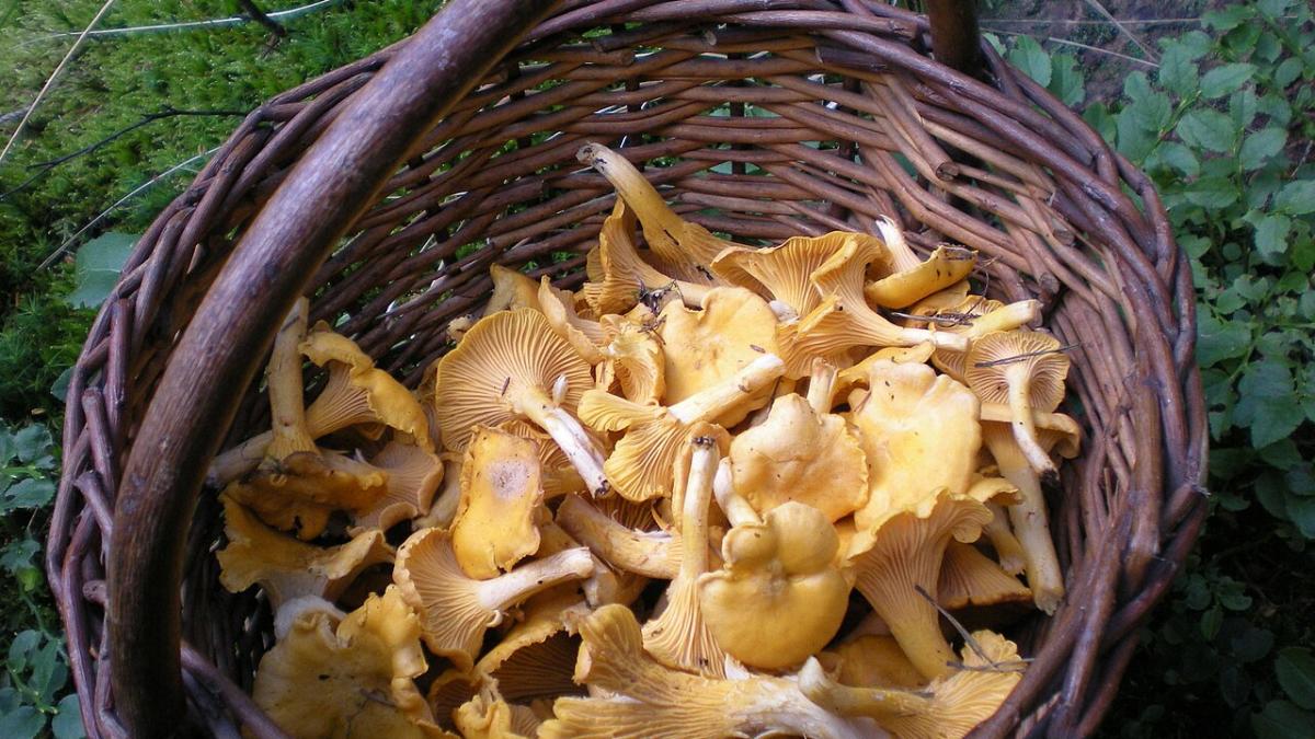 Лисички Лисички