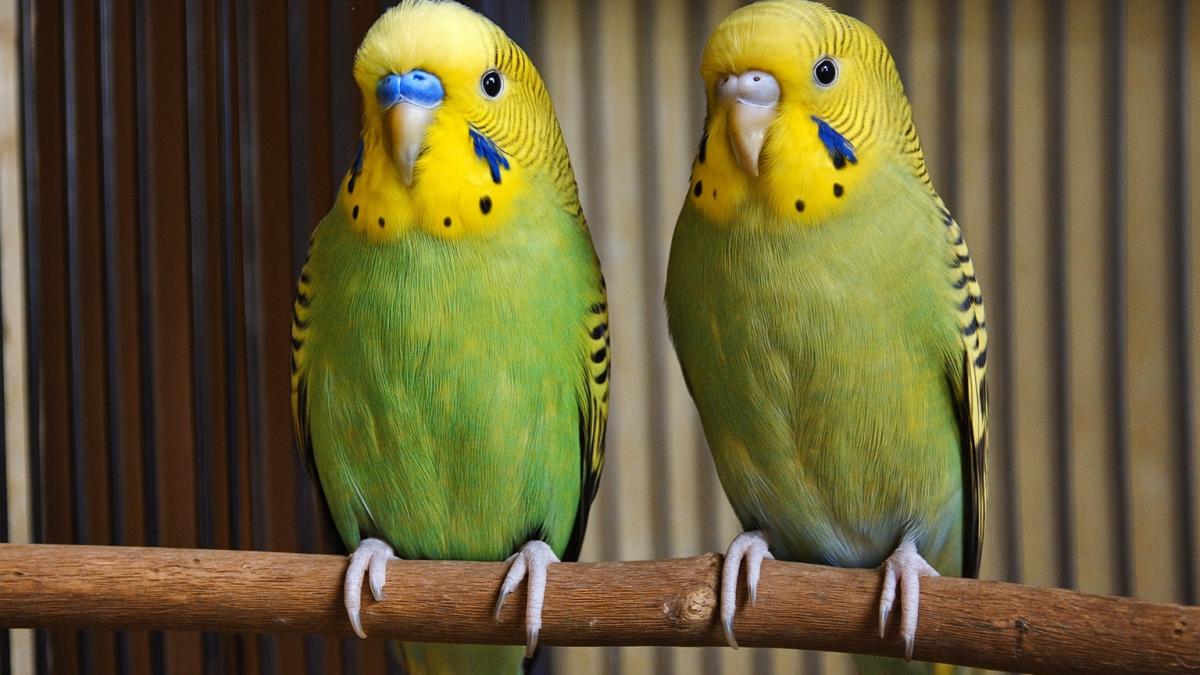 Волнистые попугаи самец и самка