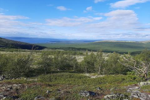 Кольский полуостров создаёт стабильные условия для сияния, сообщают гиды