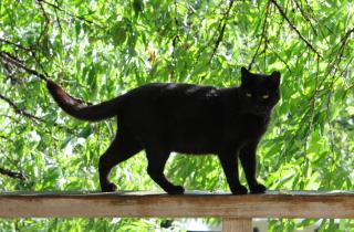 Кошки на даче перестанут портить грядки при посадке лаванды и розмарина – Сергей Кузнецов