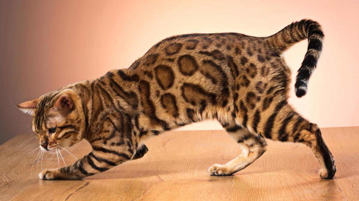 Бенгальская кошка