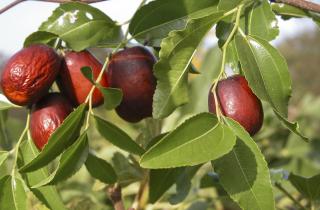 Никогда не думала, что финиковая пальма так проста в уходе — вот что надо знать
