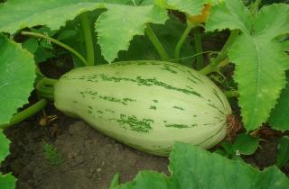Осеннее загнивание кабачков устраняется подкормкой кальциевой селитрой и улучшением вентиляции грядок – Олег Трофимов