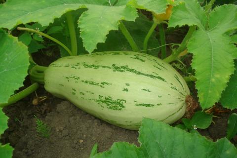 Осеннее загнивание кабачков устраняется подкормкой кальциевой селитрой и улучшением вентиляции грядок – Олег Трофимов Осеннее загнивание кабачков устраняется подкормкой кальциевой селитрой и улучшением вентиляции грядок – Олег Трофимов