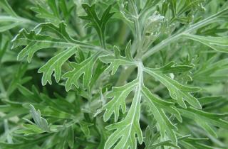 Полынь, пижма и мята — натуральные защитники от вредителей на дачном участке – Елена Фомина