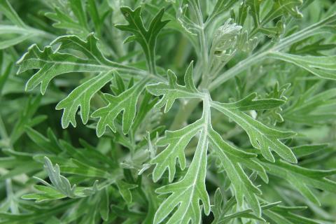 Полынь, пижма и мята — натуральные защитники от вредителей на дачном участке – Елена Фомина Полынь, пижма и мята — натуральные защитники от вредителей на дачном участке – Елена Фомина