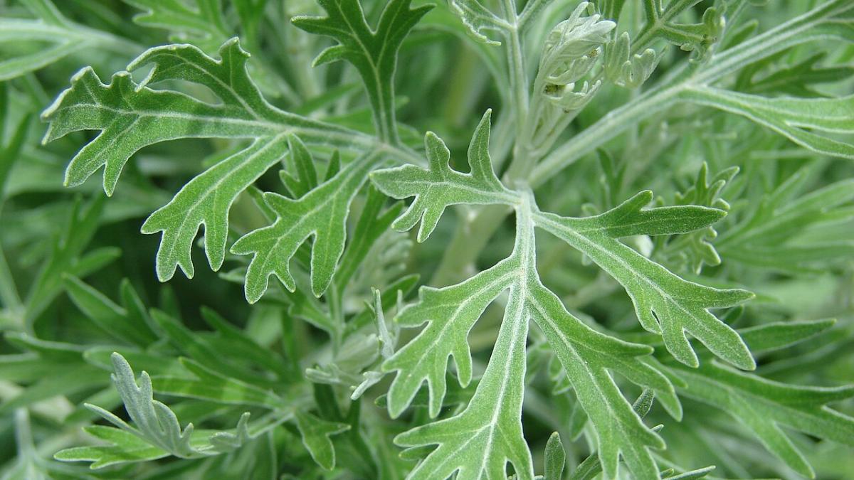 Полынь Полынь