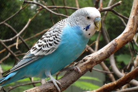 Они не требуют прогулок и преданы без слов: как понять, какая птица подойдёт именно вам