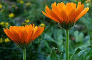 Календула снижает численность проволочника в почве — агрономы