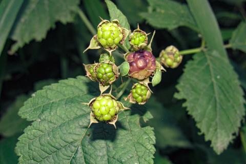 Регулярная осенняя обрезка сдерживает разрастание ежевики — по данным агрономов