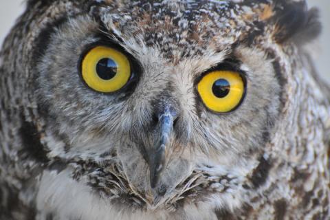 Сова не использует лоток и активна ночью — эксперты