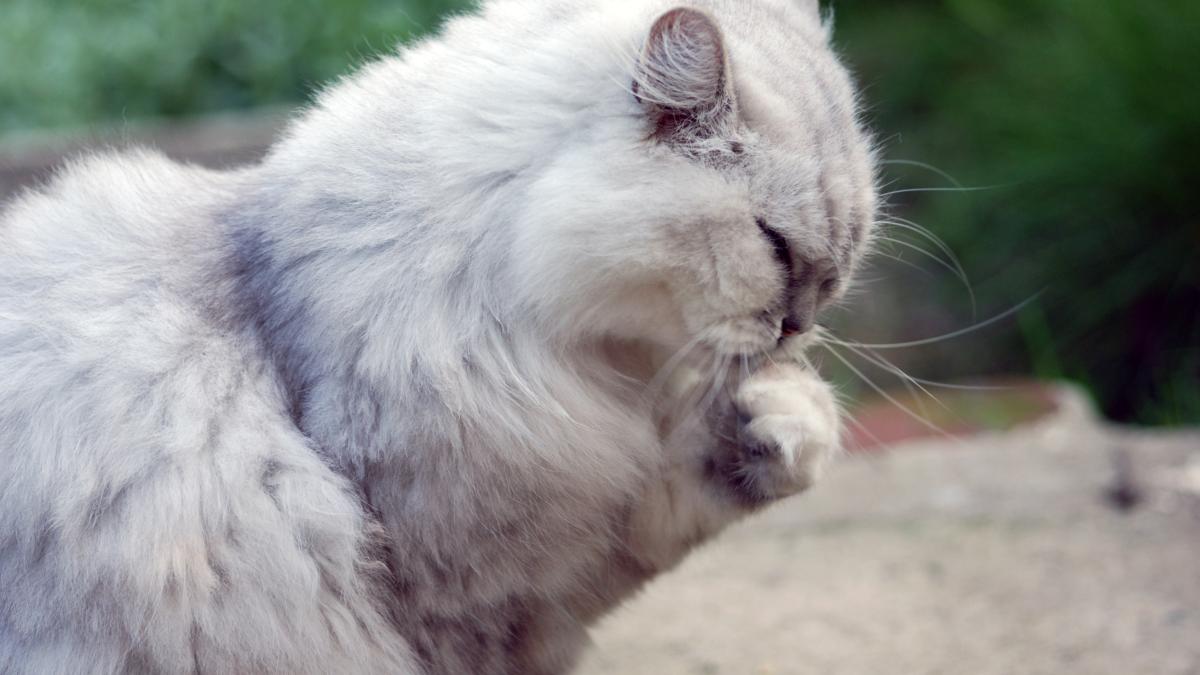 Обиженная кошка Обиженная кошка