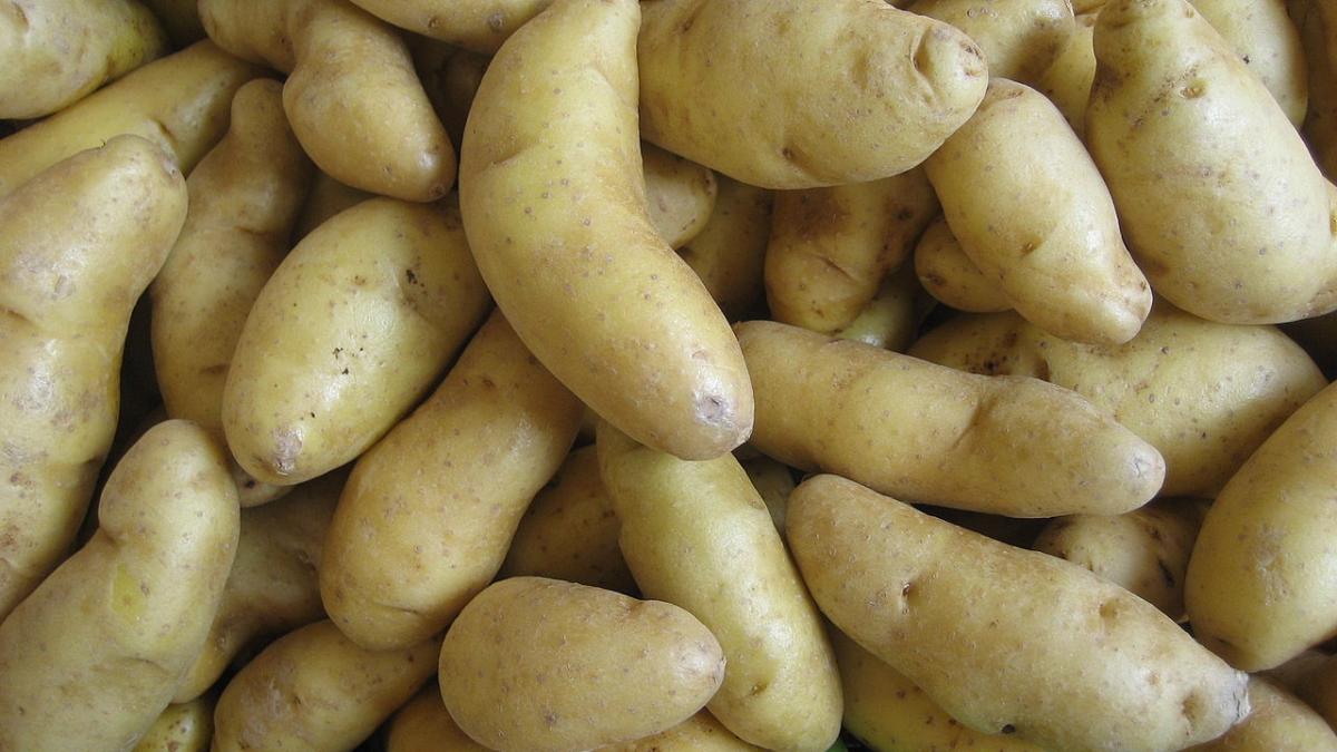 Картофель Картофель