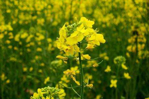 Горчица для обработки почвы восстанавливает здоровье растений и борется с фитофторой – Иван Смирнов Горчица для обработки почвы восстанавливает здоровье растений и борется с фитофторой – Иван Смирнов