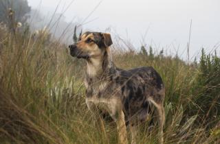 У чернобыльских собак нашли генетические признаки устойчивости к токсинам — NCSU