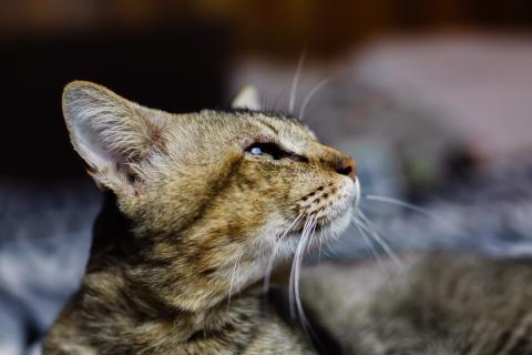 Ушные клещи у кошек заразны и требуют немедленного лечения
