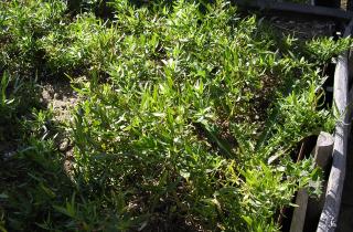 Эстрагон укореняется быстрее при зимнем черенковании