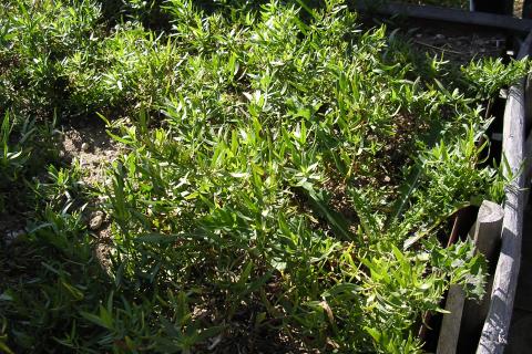 Эстрагон укореняется быстрее при зимнем черенковании