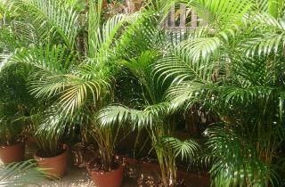 Комнатные растения улучшают качество сна — врач-терапевт Марина Кравченко