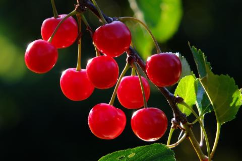 Рецепты заготовок из вишни на зиму: как сохранить вкус и не испортить банки