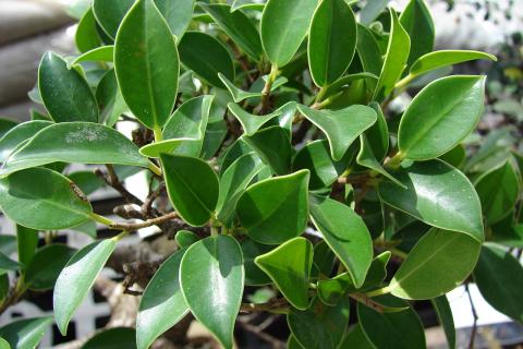 Фикус Бенджамина страдает зимой от холода и сухого воздуха — цветоводы