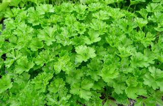 При заморозке зелени сохраняется до 90% витаминов