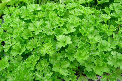 При заморозке зелени сохраняется до 90% витаминов