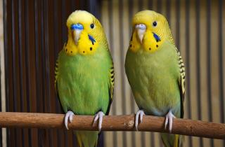 Попугаи неразлучники не умирают от тоски по партнеру — орнитологи