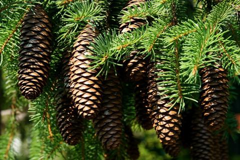 Дачники применяют сосновые шишки для удержания влаги в почве и защиты от перегрева Дачники применяют сосновые шишки для удержания влаги в почве и защиты от перегрева