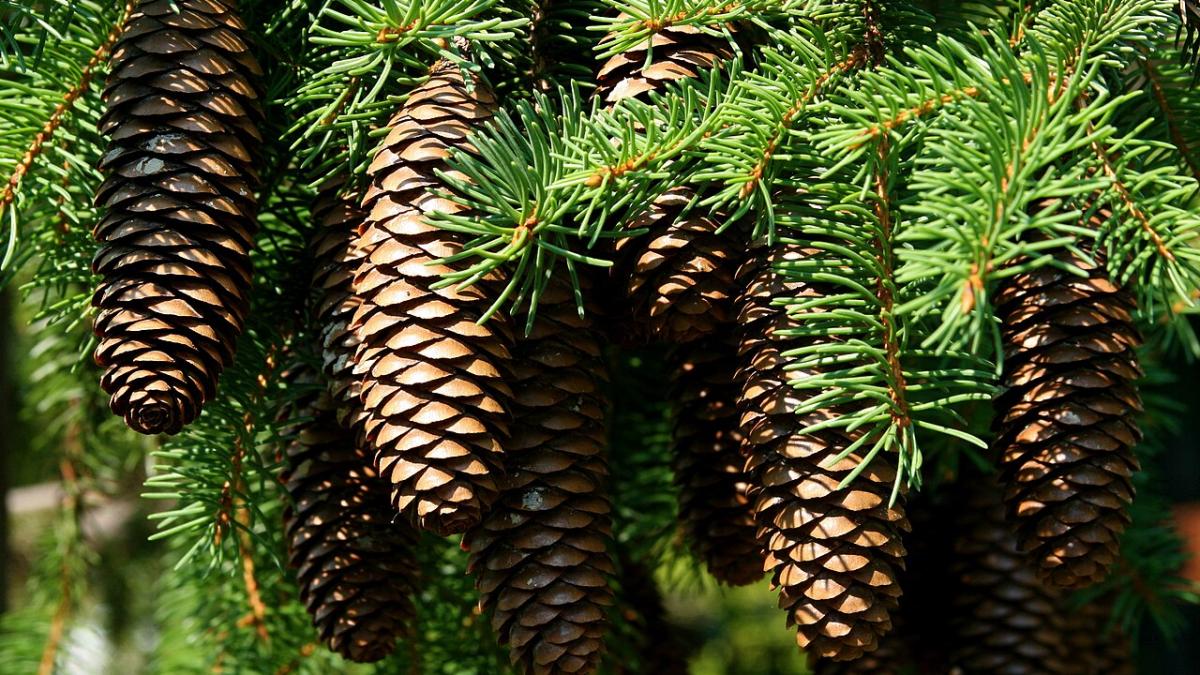 Сосновые шишки Сосновые шишки