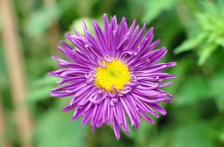 Закаливание повышает устойчивость рассады астр — агроном Елена Соколова