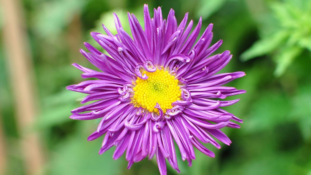 Китайская астра